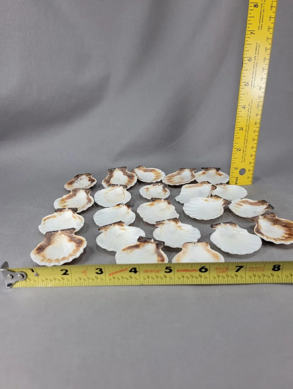 Scallop Shell Seashell Crafts Coastal Beach Decor Miscellaneous Lot